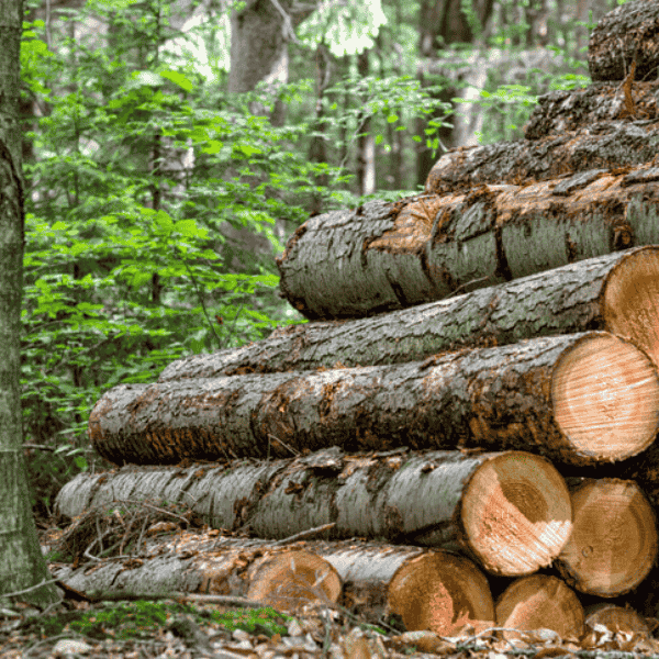 troncos de árvores empilhados na Floresta mostrando o desmatamento